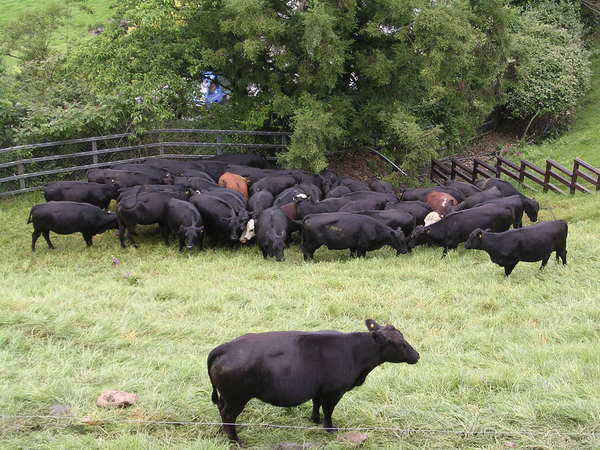 牛牛們還是在乖乖地吃草..