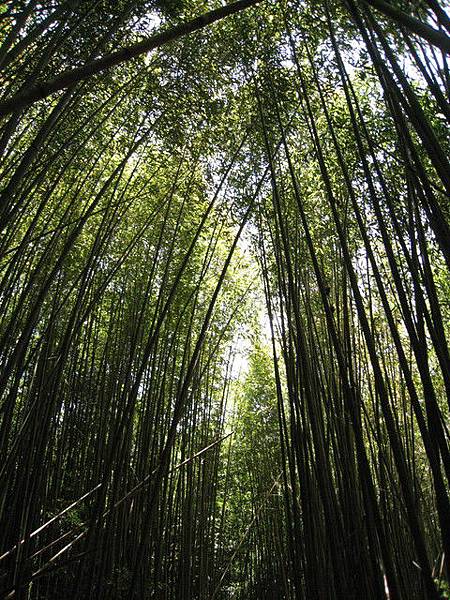 一連串適合臥虎藏龍的竹林