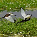 菱角鳥-水雉-1.jpg