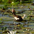 菱角鳥-水雉-6.jpg