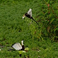 菱角鳥-水雉-8.jpg
