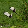 菱角鳥-水雉-9.jpg