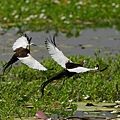 菱角鳥-水雉-11.jpg