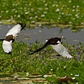 菱角鳥-水雉-12.jpg