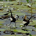 菱角鳥-水雉-15.jpg