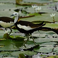 菱角鳥-水雉-17.jpg