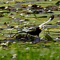 菱角鳥-水雉-21.jpg