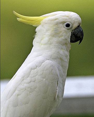 cockatoo.jpg