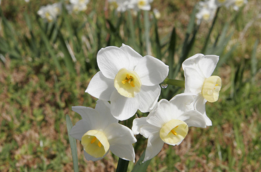 Jonquil_flowers_at_f32