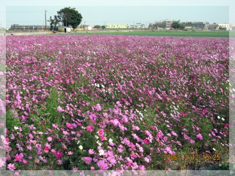 路邊的花田