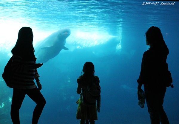 2014-1-27 SeaWorld 2014-1-27 SeaWorld