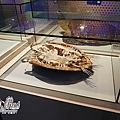 綠蠵龜骨骼標本