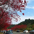 SAM_0189_副本.jpg