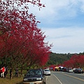 SAM_0185_副本.jpg