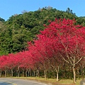 SAM_0012_副本.jpg
