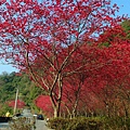 SAM_0014_副本.jpg