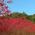SAM_0016_副本.jpg