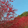 SAM_0017_副本.jpg