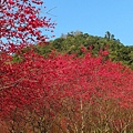 SAM_0019_副本.jpg