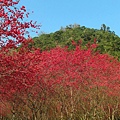 SAM_0020_副本.jpg