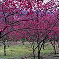 IMG_1164_副本.jpg