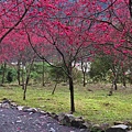 IMG_1167_副本.jpg