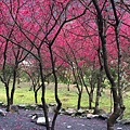 IMG_1169_副本.jpg