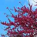 IMG_9610_副本.jpg