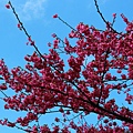 IMG_9611_副本.jpg