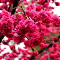 1392608610-3189156925_n[1]_副本.jpg