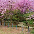 _MG_2277_副本.jpg