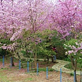 _MG_2290_副本.jpg