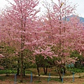 _MG_2298_副本.jpg