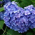 DSC01093_副本.jpg
