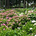 DSC01100_副本.jpg