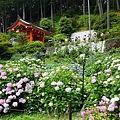DSC01105_副本.jpg