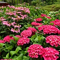 DSC01113_副本.jpg