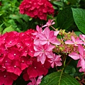 DSC01136_副本.jpg