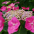 DSC01146_副本.jpg
