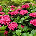 DSC01173_副本.jpg
