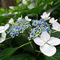 DSC01204_副本.jpg