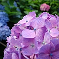 DSC01205_副本.jpg