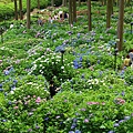 DSC01256_副本.jpg