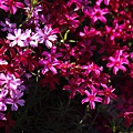 _MG_9860_副本.jpg