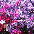 _MG_9861_副本.jpg