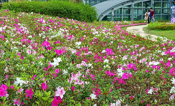 杜鵑花 Dsc081 Jpg 費甌娜の綺麗世界的相簿 痞客邦 杜鵑花 Dsc081 Jpg 費甌娜の綺麗世界的相簿 痞客邦