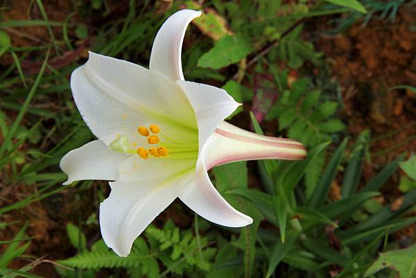 源興居百合花 Img 6871 Jpg 費甌娜の綺麗世界的相簿 痞客邦