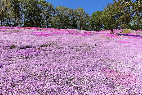 花漾北海道 太陽之丘遠輕公園 芝櫻 大自然打造的粉紅地毯 費甌娜の綺麗世界 痞客邦