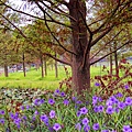 _MG_3336_.jpg