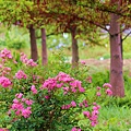 _MG_3346_.jpg